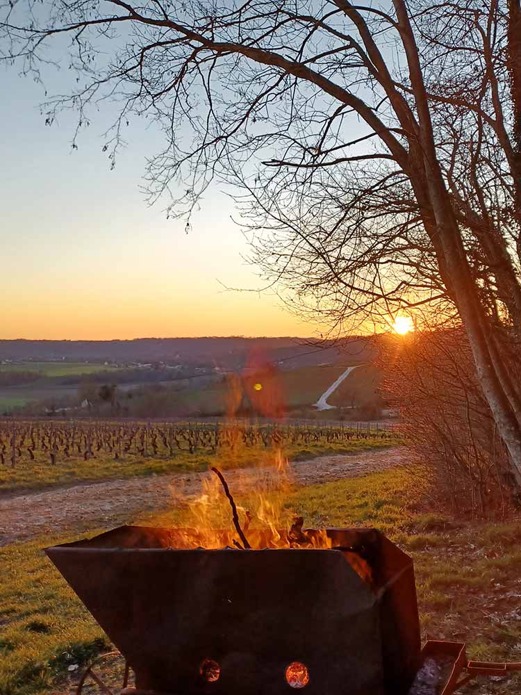 Sunset on the vineyards of Champagne Laforge Testa