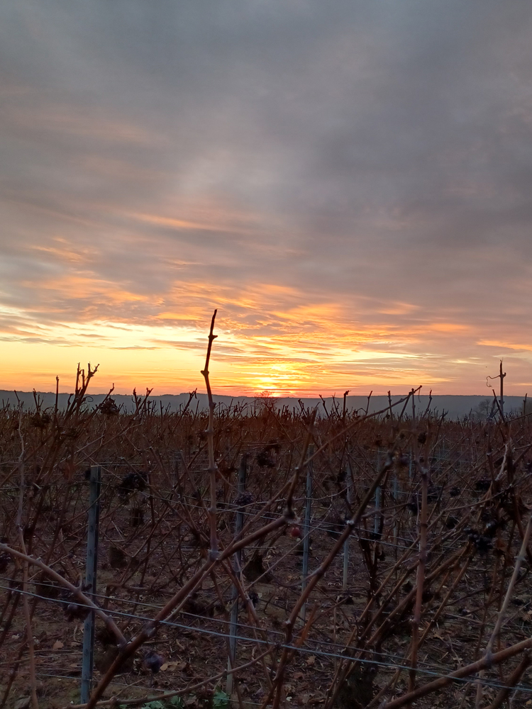 Vignes du Champagne Laforge Testa
