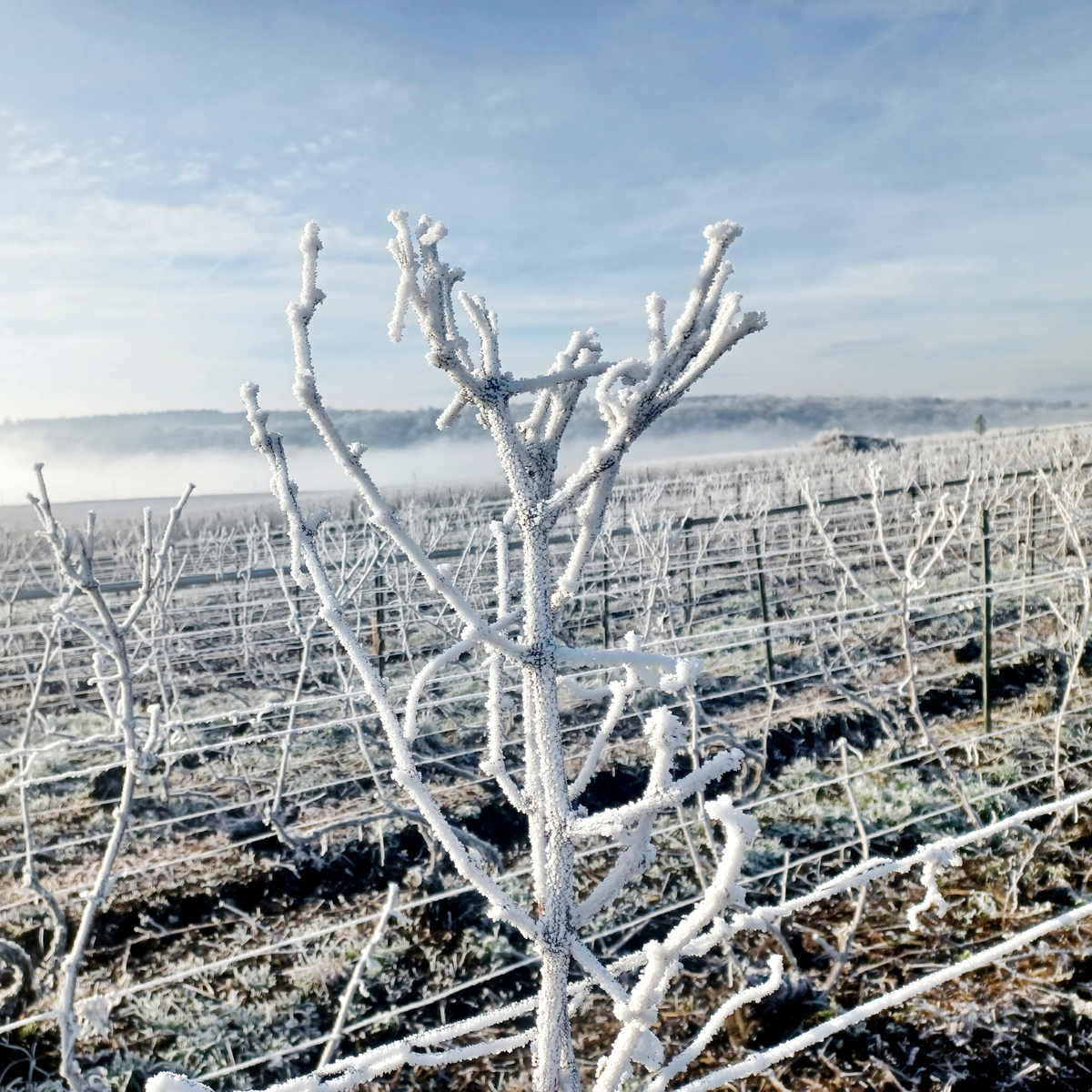 Photo des vignes sous le givre