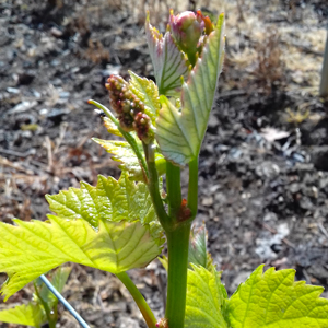 Floraison Juin 2019