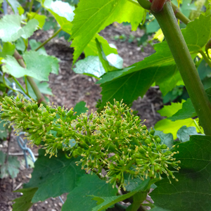 Floraison Juin 2019