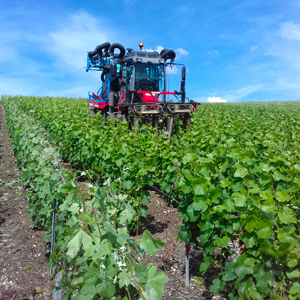 Floraison Juin 2019