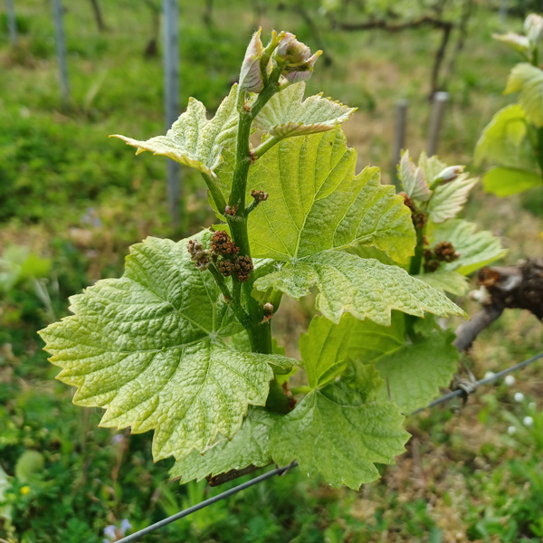 Premier bourgeons sur un pied de vigne